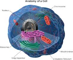 Pin On Adv Bio Characteristics Of Life