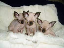 Check out our sphynx katze selection for the very best in unique or custom, handmade pieces from our pet clothing shops. Katzen Rassekatzen Sphynx Tieranzeigen