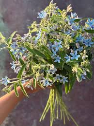 Image result for Cynoglossum coeruleum