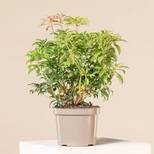 Image result for Pieris japonský bonfire obrázek