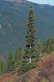 Hanging down drooping juniper — noun small tree of western texas and mountains of mexico having spreading. Conifer Wikiwand