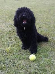 Caniche A Donner Caniche Annonce Chien Je Donne