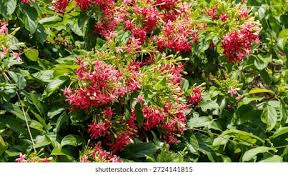 Image result for Combretaceae