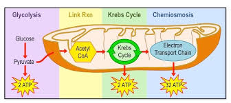 Aerobic Respiration Bioninja