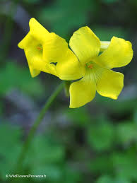 Image result for Oxalis pes-caprae