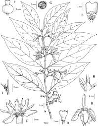 Image result for Polysphaeria