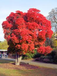 Sourwood will grow in partial shade but performs best in full sun. 22 Terrific Flowering Trees For Tennessee Progardentips