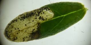 Image result for Mompha miscella