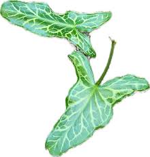 Image result for Bivinia jalbertii