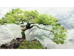 Все 1 плейлист 6 треков. Muzica Japoneza De Relaxare Copaci Bonsai