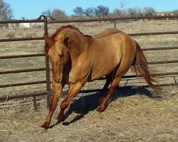 Duns, red duns, and grulla colored horses (those with a gunmetal gray look) must all technically sport a dark line along the backbone, leading to the tail. 100 Red Dun Horses Ideas Dun Horse Red Dun Horses