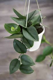 Image result for Trisetopsis milanjianum