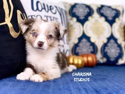 Miniature american & australian shepherds for sale. Puppy Bible I Heart Mini Aussies Orlando Florida