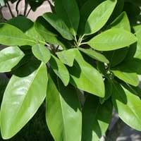 When their leaves turn yellow, that may or may not be a sign of a problem. Saucer Magnolia Facts