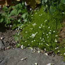 Image result for Sagina