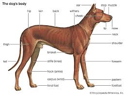 Dog | History, Domestication, Physical Traits, Breeds, & Facts | Britannica