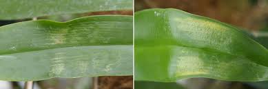 Morphology And Taxonomy