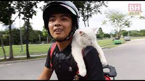 Foto kucing lucu imut dengan ekspresi lucu menggemaskan. Bhplus Fluffy Kucing Yang Suka Membonceng Motosikal Youtube