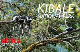 Image result for Lovoa swynnertonii