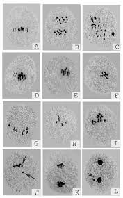 Image result for Cleome polyanthera