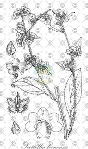 Image result for Achariaceae