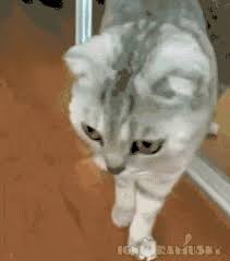 The Moment You Realize You Re A Cat Cats Funny Cats Cat Gif