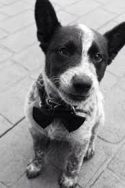 Black And White Cattle Dog Pin By Bob Tobe On Rudy Dogs Acd S Heelers Austrailian Cattle Dog Blue Heeler Puppies Blue Heeler Dogs