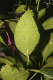 Image result for Strobilanthes hamiltoniana