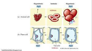 Check spelling or type a new query. Akibat Osmosis Pada Sel Hewan Dan Sel Tumbuhan Youtube