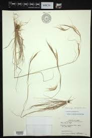 Image result for Andropogon fastigiatus