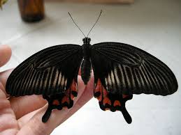 Pin By Cynthia Kelly On Random Stuff I Like Apparently Butterfly Species Black Butterfly Beautiful Butterflies
