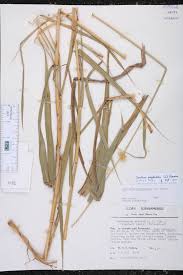 Image result for Cenchrus polystachios