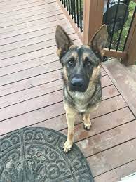 Impressive, stocky litter of akc german shepherd puppies. German Shepherd Puppies For Sale Lake Saint Louis Mo 308517