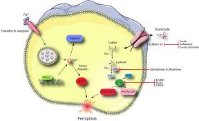 Image result for Ptycholobium contortum