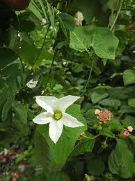 Image result for Coccinia grandiflora