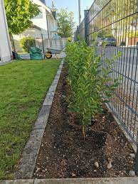 Die höhe der pflanzen ist allerdings in erster linie eine geldfrage. Ovalblattriger Liguster Ligustrum Ovalifolium Baumschule Horstmann