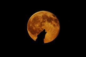Dodatkowo dzisiejszej nocy mogliśmy obserwować ostatnie w tej. Gratis Obraz Na Pixabay Pelnia Ksiezyca Ksiezyc Wilk Native American Legends Wolf Moon Wolf