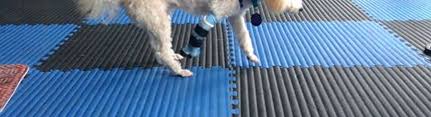 Everyone who works there is caring, knowledgeable, and patient. A Well Adjusted Pet With Dr Ilana Strubel Pacifica Alignable