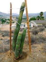 If you've got a window in your home that gets some sunshine, you can grow them. Moving Cacti Some Tips And Suggestions Dave S Garden