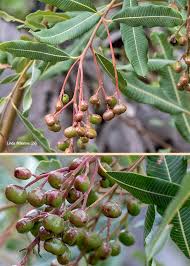 Image result for Ozoroa