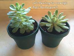 Succulents include all plants that. Pin On In My Garden