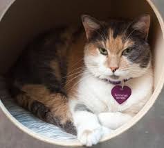 Veterinary services, clinics and centers. Pet Vet Clinic Grandville The Y Guide