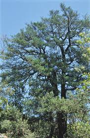 Image result for Podocarpus latifolius