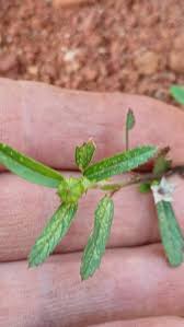 Image result for Sida alba