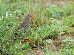 Image result for Tragiella natalensis