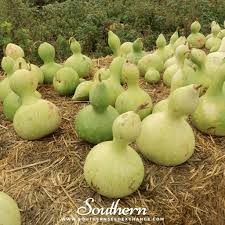 Image result for Lagenaria siceraria