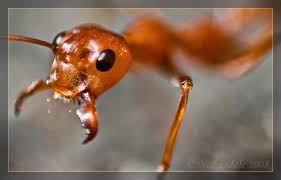 The dinoponera species is classified under the ponerine subfamily. What Is The Heaviest Ant In The World The Biggest