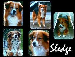 Our organization started 10 years ago with 3 women and $250.00 in a bank account. Sledge A Mutt From Homeward Bound Ii Lost In San Francisco Homeward Bound Movie Animals Dog Breeds