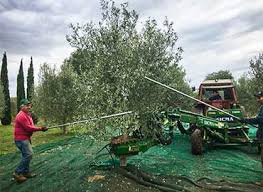 Huile D Olive Bio En Direct Des Pouilles Premiere Pression A Froid