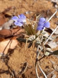 Image result for Blepharis